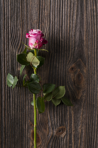 Pink and white rose on a wooden background. - 写真・画像