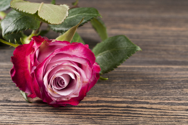Pink and white rose on a wooden background. - Φωτογραφία, εικόνα