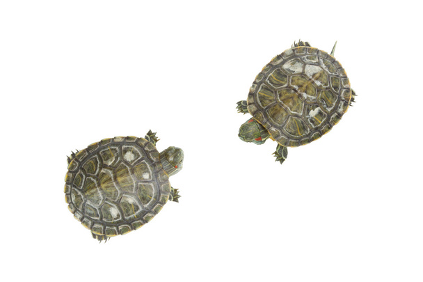Duas tartarugas no fundo branco
 - Foto, Imagem
