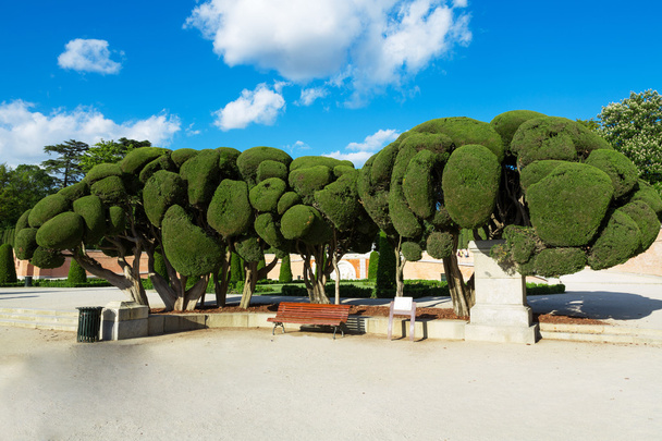 Árvores no parque Retiro - Madrid
 - Foto, Imagem