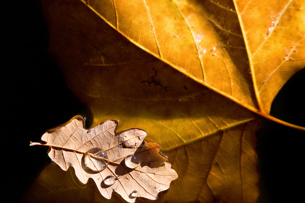 Duas folhas de outono - folha de carvalho bege e folha de bordo laranja / dourada - na água
. - Foto, Imagem