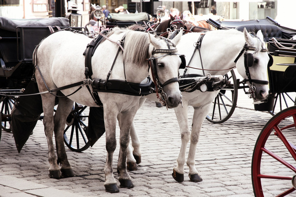 Horse-driven carriage at Hofburg palace, Vienna, Austria - Photo, Image