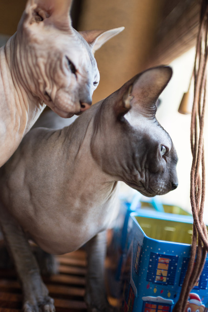 Chat sphynx canadien
 - Photo, image