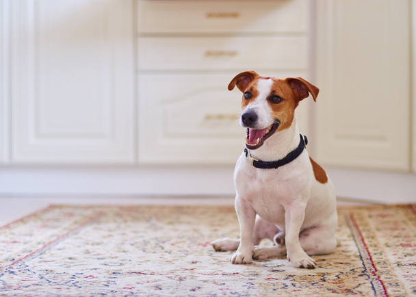 Cute dog jack russel terrier sitting in the beautiful white kitchen floor on carpet interior shot - Photo, Image