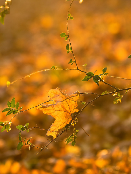 Autumn leaves, very shallow focus - Fotoğraf, Görsel