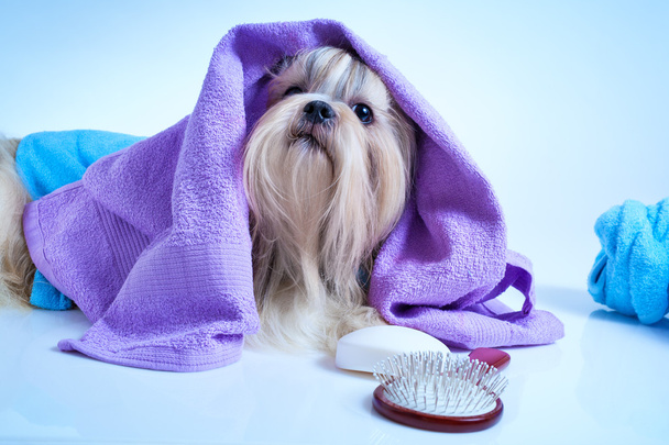 Shih tzu dog after washing - Фото, изображение