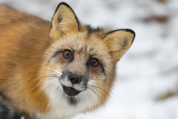 自然な環境で赤狐 - 写真・画像