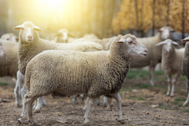 農場で羊の群れ - 写真・画像