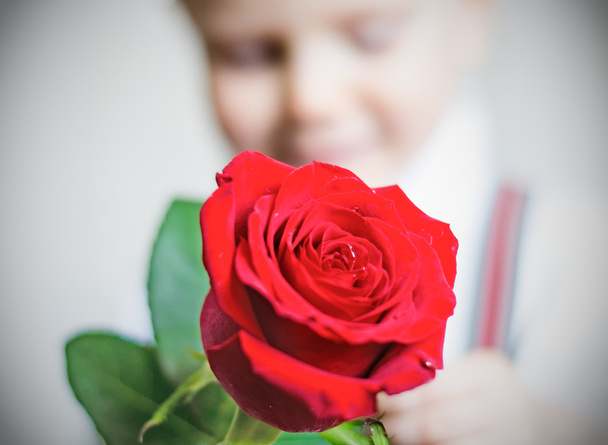 Rote Rose - Foto, Bild