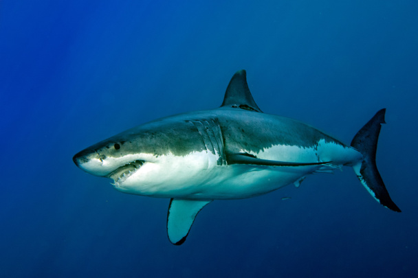 Gran tiburón blanco listo para atacar
 - Foto, imagen