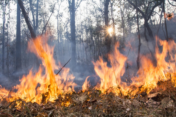 Bush ohně zničit tropický prales - Fotografie, Obrázek