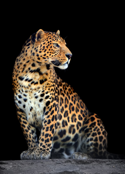 Retrato de leopardo sobre fondo oscuro
 - Foto, Imagen
