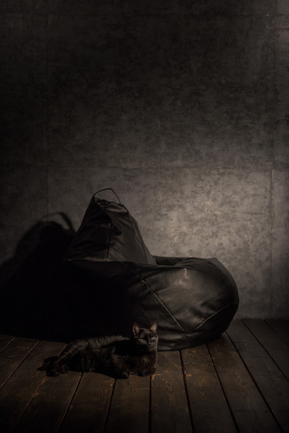 schwarze Katze und Sitzsack - Foto, Bild