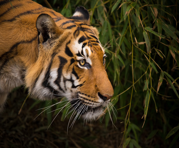 Sumatran Tiger close-up. - Photo, Image