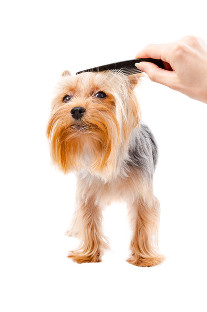 Combing dog breed Yorkshire terrier - Foto, immagini