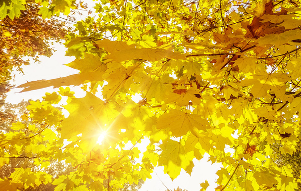 maple leaves against the sun - Фото, зображення