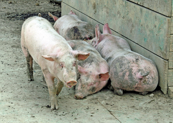 Pigsty of a farm with some pigs pink - Photo, Image