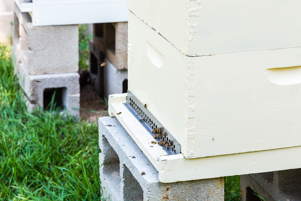 Honeybees at Hive - Photo, Image