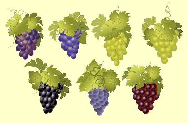 Vignes avec grappes de raisins dans un style vintage
. - Vecteur, image