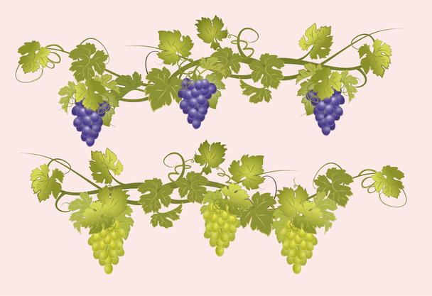 Vines with bunches of grapes in vintage style. - Vector, Image