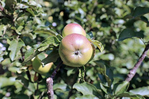 Maçãs suculentas em um ramo árvores de maçã colunares
 - Foto, Imagem