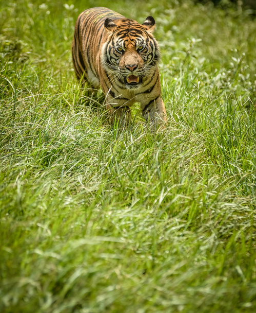 tigre ver algo comida
 - Foto, Imagem