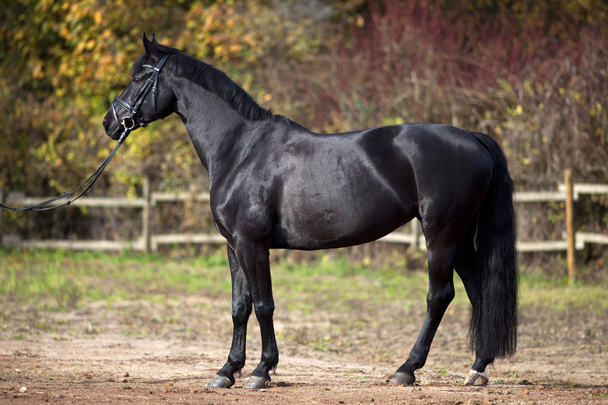 czarny koń portret poza z kolorowych liści jesienią w tle - Zdjęcie, obraz