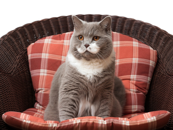 Británico taquigrafía gato en la silla
 - Foto, imagen