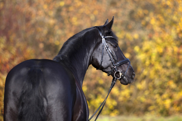 портрет чорного коня зовні з барвистим осіннім листям на фоні
 - Фото, зображення