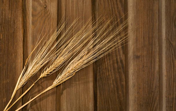 Wheat Ears - Photo, Image