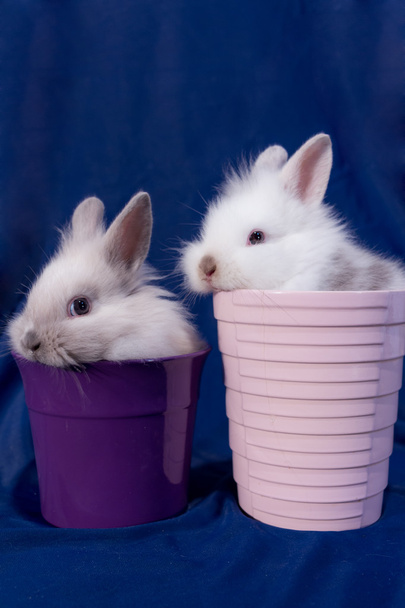 malý zakrslý králík - Fotografie, Obrázek