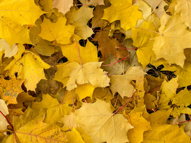 Folhas de bordo no outono - Foto, Imagem