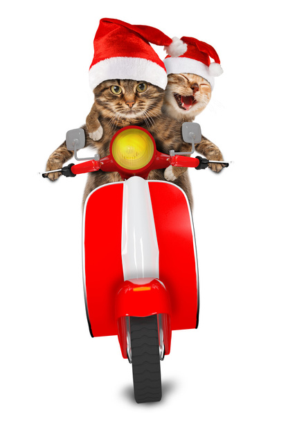 Funny cats - driving a moped - Photo, Image