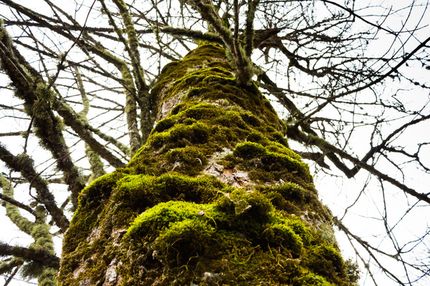 Oude boom met mos op de schors - Foto, afbeelding