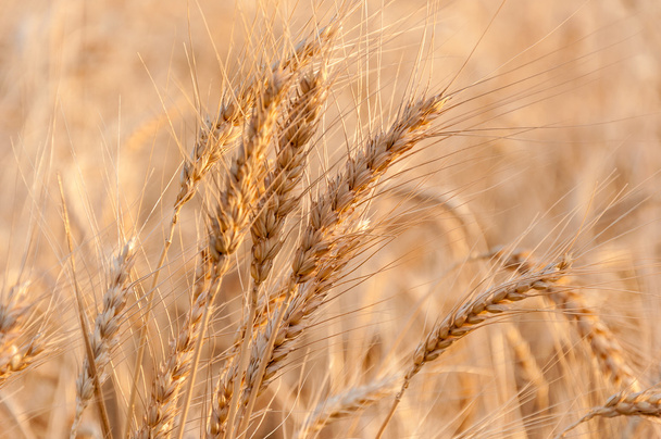 Campo de trigo no dia ensolarado - Foto, Imagem