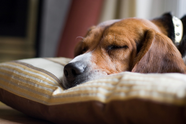 Beagle-Hund schläft - Foto, Bild