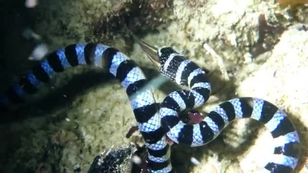 Underwater snake, banded krait (Laticauda colubrina), eating fish - Footage, Video