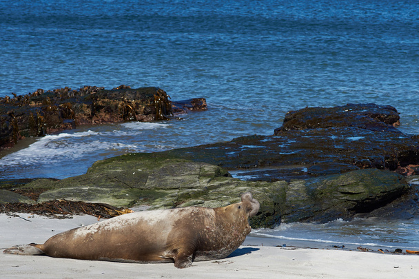 Слоновые тюлени - Фолклендские острова
 - Фото, изображение