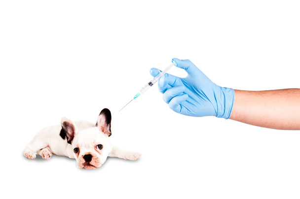 Puppy ready to be vaccinated - Zdjęcie, obraz