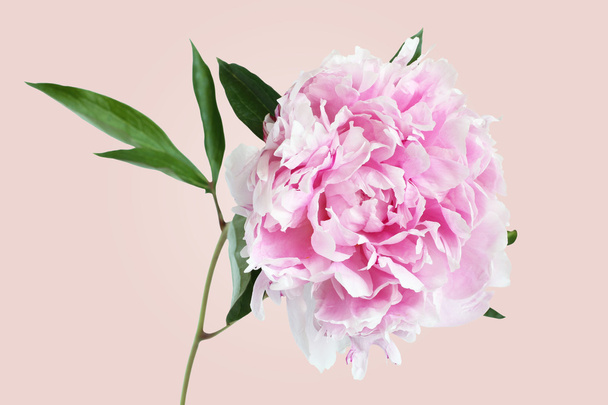 Fleur pivoine rose clair isolée sur fond rose
 - Photo, image