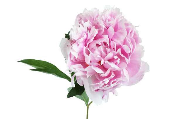 Vaaleanpunainen pioni kukka eristetty valkoisella taustalla
 - Valokuva, kuva