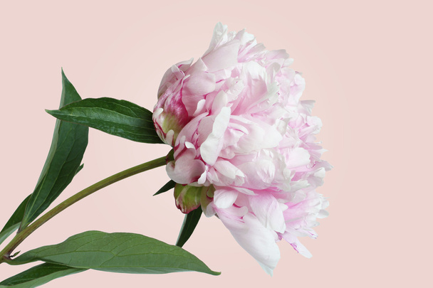Flor de peonía rosa claro aislada sobre fondo rosa
 - Foto, imagen