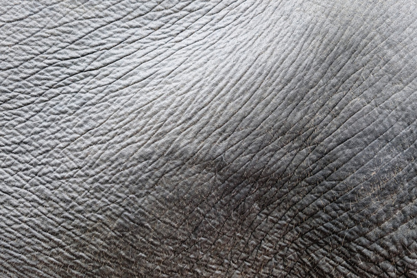 pele de elefante close-up
 - Foto, Imagem
