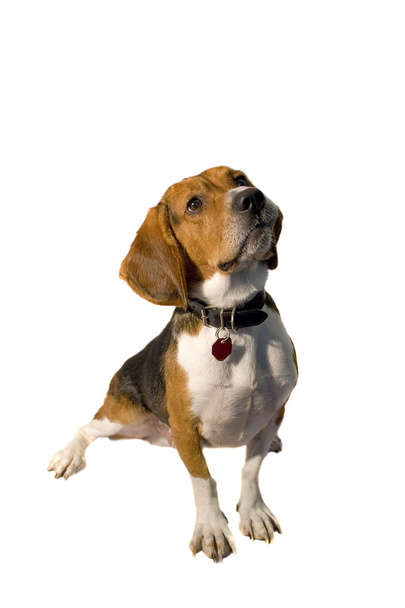 isolierter Beagle - Foto, Bild