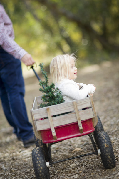 Padre tira bambina in carro con albero di Natale
 - Foto, immagini