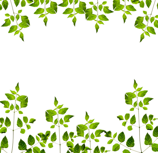 natura fram z zielonych liści na białym tle. na białym tle - Zdjęcie, obraz