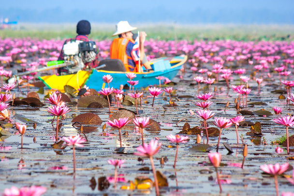 Meer aus rosa Lotus, nonghan, udonthani, thailand, ungesehen in thail - Foto, Bild