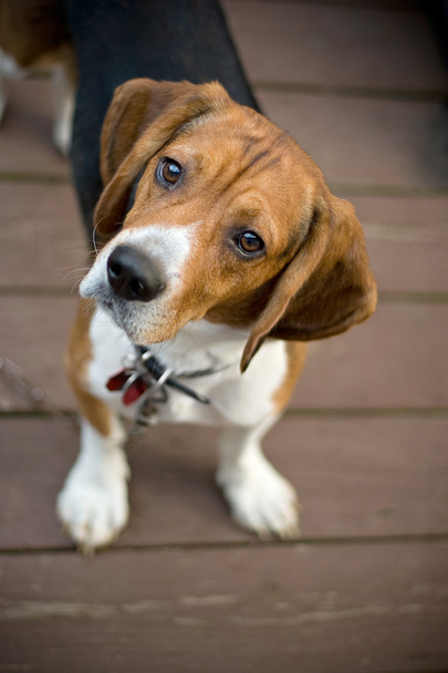 περίεργος beagle - Φωτογραφία, εικόνα
