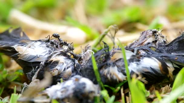 rovarokat eszik a madár holttest - Felvétel, videó