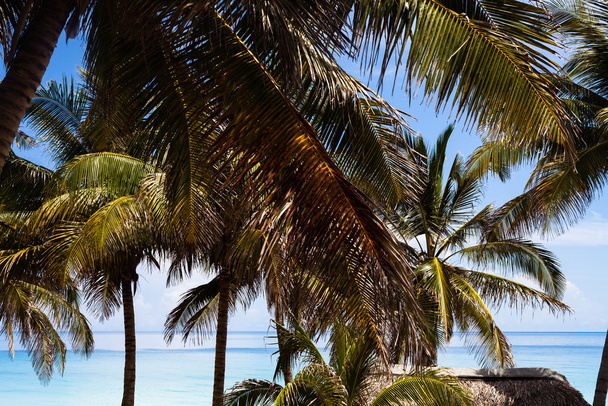 Spiaggia cubana con palme e vista sull'orizzonte
 - Foto, immagini
